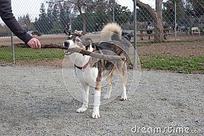 A dog biting a stick in a dog park Stock Photo