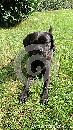 Dog Black Animal Pet Sweet Hund Stock Photo