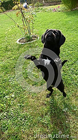 Dog Black Animal Pets Sweet Hund Stock Photo