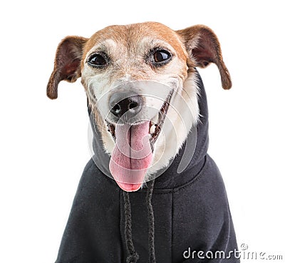 A dog in black jumper hoodie smiling and looking at you. Cutie samll dog. White background Stock Photo