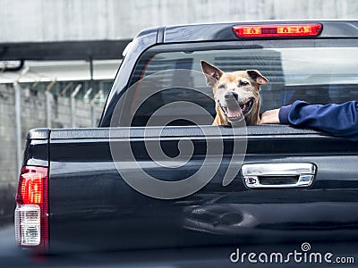 Dog on black pick up truck -back view Stock Photo