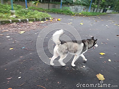 Dog Black and white Stock Photo