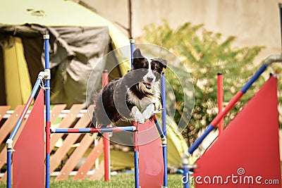 Dog black and white border collie is jumping over the hurdles. Editorial Stock Photo