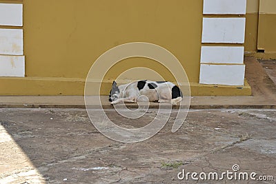 Dog. Black and white dog lying asleep in shade with wall in the background Stock Photo