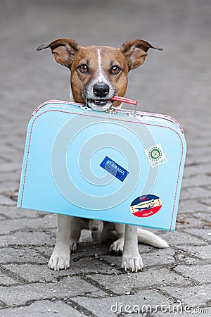 Dog with a blue bag Stock Photo