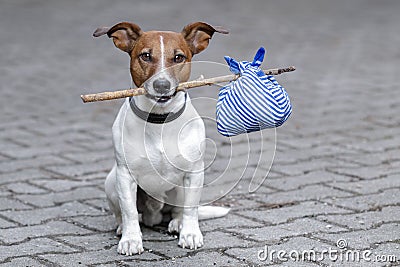 Dog with a blue bag Stock Photo