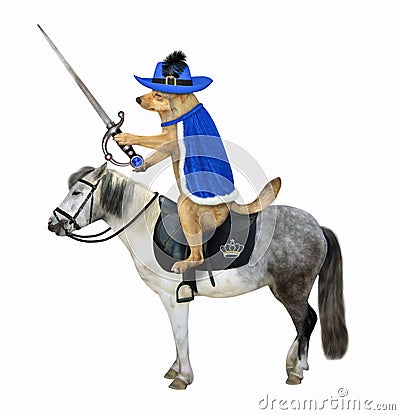 Dog in blue cloak rides horse Stock Photo