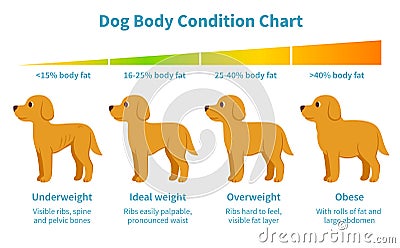 Dog body weight chart Vector Illustration