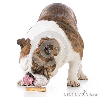 dog with a bone Stock Photo