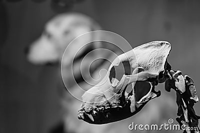 Dog Bone Skeleton Canine Anatomy Stock Photo