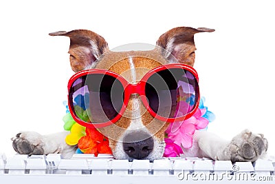 Dog booking online Stock Photo