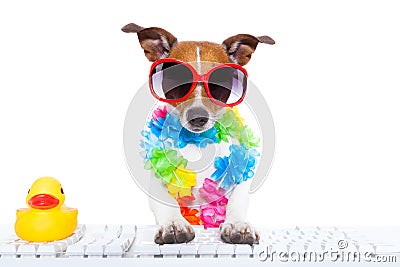 Dog booking online Stock Photo