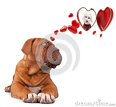 Dog Bordeaux inlove Stock Photo