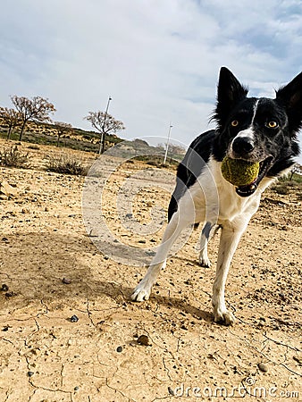 The dog border collie and ball Stock Photo