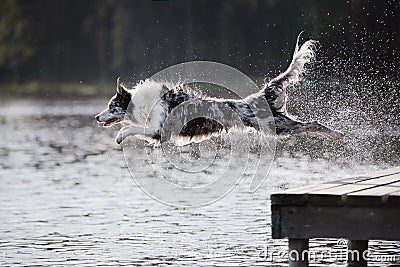 Dog border collie jumps into the river Stock Photo