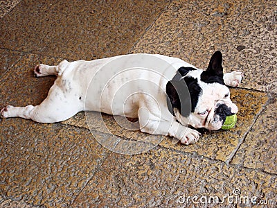 The dog is bored Stock Photo