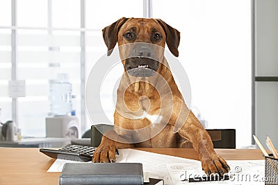 Dog Boss Stock Photo