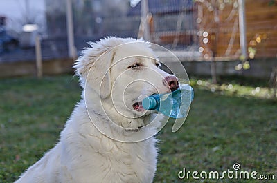 Dog with bottle Stock Photo