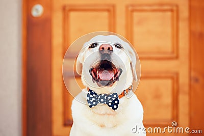 Dog with bow tie Stock Photo