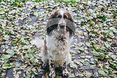 Dog bread English springer spaniel sits in autumn forest Stock Photo