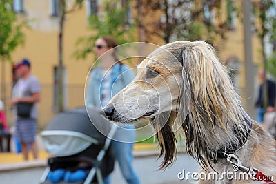 Dog breed Afghan greyhound closeup portrait. A hunting dog on a leash in a public park amid walking people Stock Photo