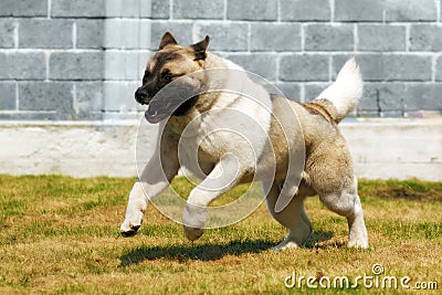 Dog breed Akita inu, quickly galloping runs Stock Photo