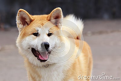 Dog breed Akita Inu Stock Photo