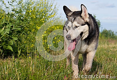 Dog breed Alaskan malamute. Stock Photo