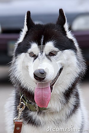 Dog breed Alaskan Malamute Stock Photo