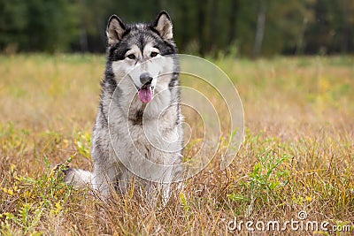 Dog breed Alaskan Malamute Stock Photo