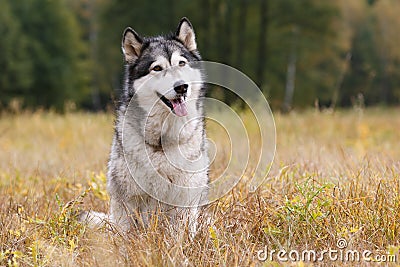 Dog breed Alaskan Malamute Stock Photo