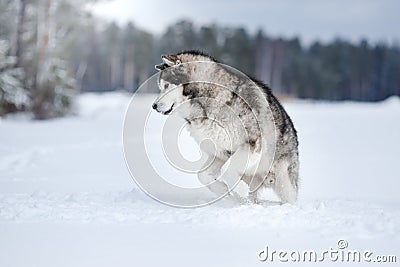 Dog breed Alaskan Malamute walking in winter Stock Photo