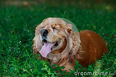 Dog breed American Cocker Spaniel Stock Photo