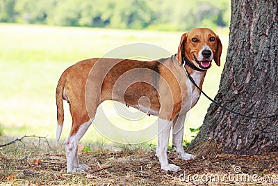 The dog breed American Foxhound Stock Photo