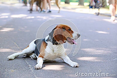 The dog breed American Foxhound Stock Photo