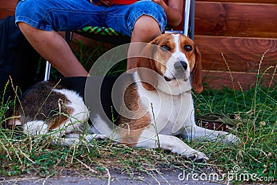 The dog breed American Foxhound Stock Photo