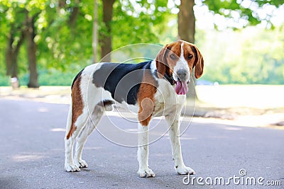 The dog breed American Foxhound Stock Photo