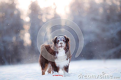 Dog breed Australian Shepherd, Aussie, Stock Photo