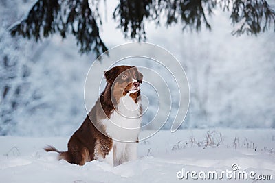 Dog breed Australian Shepherd, Aussie, Stock Photo