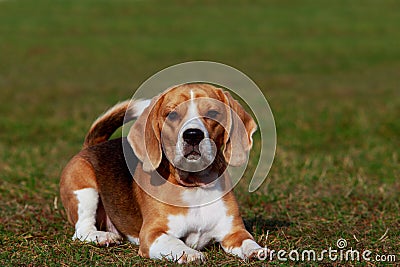 Dog breed beagle Stock Photo