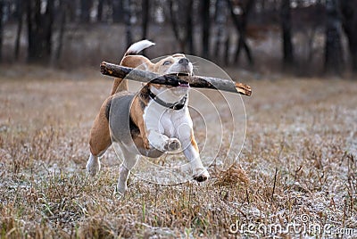 Dog breed Beagle playing with a stick Stock Photo
