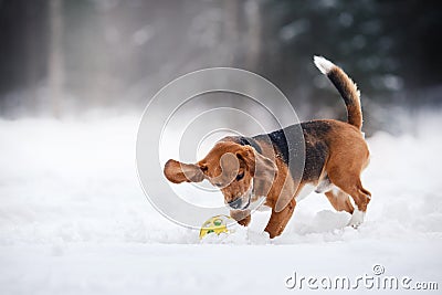 Dog breed Beagle walking in winter forest Stock Photo