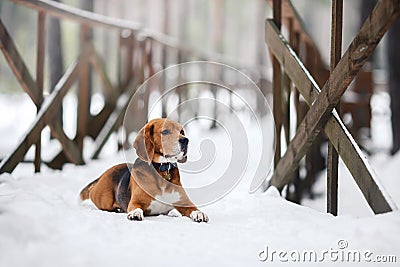 Dog breed Beagle walking in winter, portrait Stock Photo