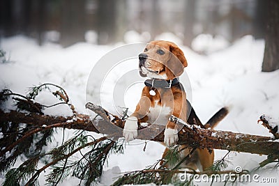 Dog breed Beagle walking in winter, portrait Stock Photo