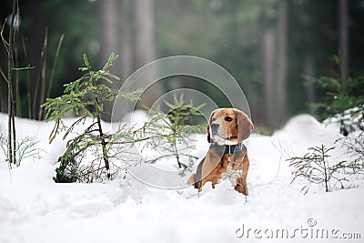Dog breed Beagle walking in winter, portrait Stock Photo