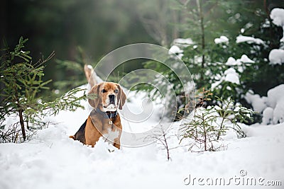 Dog breed Beagle walking in winter, portrait Stock Photo