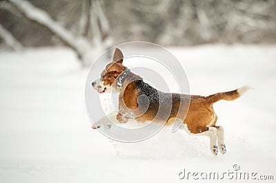 Dog breed Beagle in winter play in the snow outdoors Stock Photo
