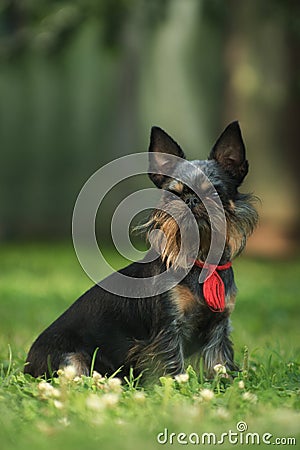 Belgian Griffon dog on the grass outdoors Stock Photo