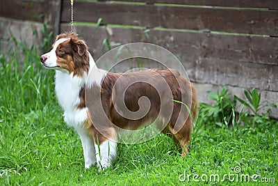 Dog breed Border Collie Stock Photo