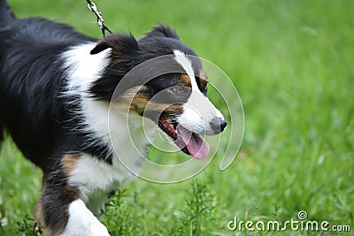 Dog breed Border Collie Stock Photo